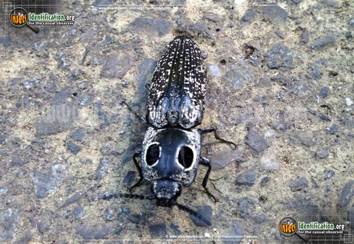 Thumbnail image #2 of the Eastern-Eyed-Click-Beetle