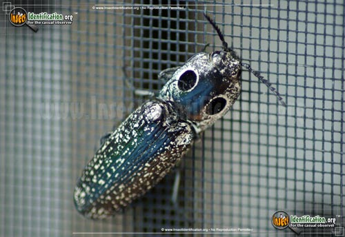 Thumbnail image #12 of the Eastern-Eyed-Click-Beetle
