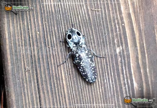 Thumbnail image #4 of the Eastern-Eyed-Click-Beetle