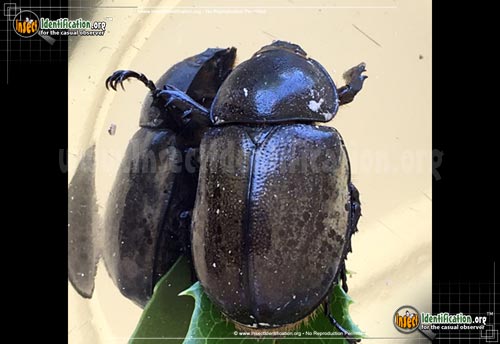 Thumbnail image #9 of the Eastern-Hercules-Beetle