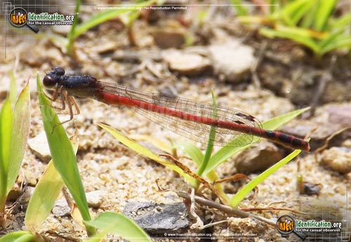Thumbnail image of the Eastern-Red-Damselfly