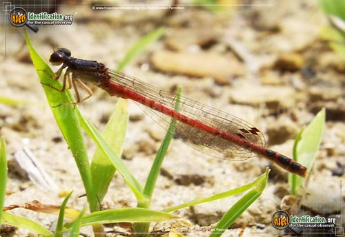 Thumbnail image #2 of the Eastern-Red-Damselfly