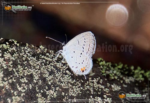 Thumbnail image #3 of the Eastern-Tailed-Blue-Butterfly