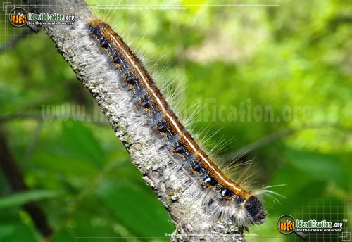 Thumbnail image #2 of the Eastern-Tent-Caterpillar-Moth