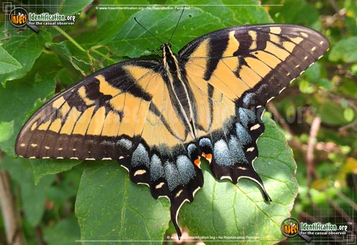 Detailed color picture of an adult Tiger Swallowtail Butterfly insect