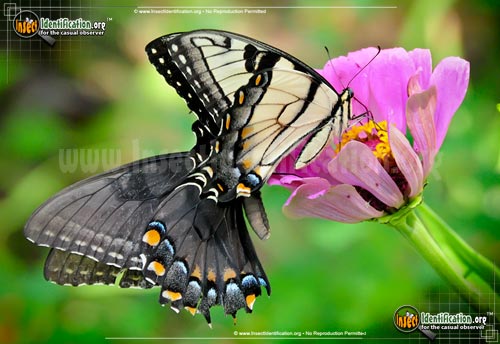 Thumbnail image #3 of the Eastern-Tiger-Swallowtail