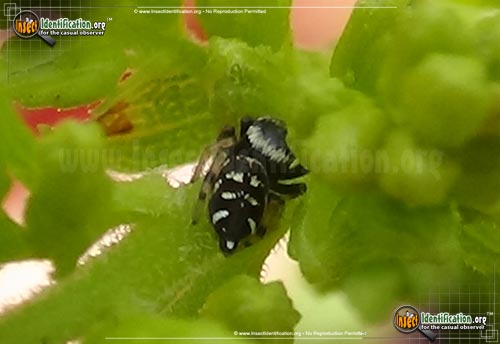 Thumbnail image #5 of the Jumping-Spider-Paraphidippus-aurantius