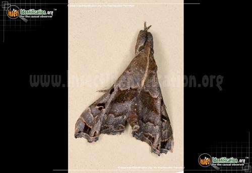 Thumbnail image of the Faint-Spotted-Palthis-Moth