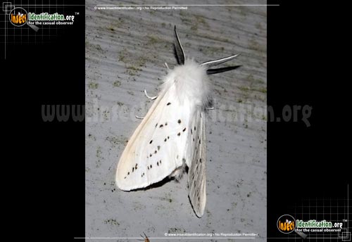 Thumbnail image #9 of the Fall-Webworm-Moth