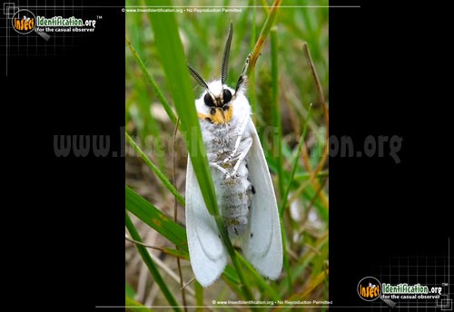 Thumbnail image #7 of the Fall-Webworm-Moth