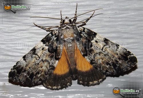 Thumbnail image of the False-Underwing-Moth