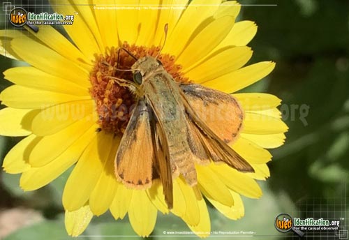 Thumbnail image #14 of the Fiery-Skipper