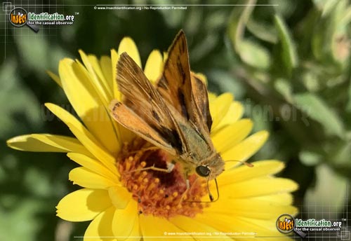 Thumbnail image #11 of the Fiery-Skipper