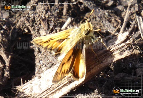 Thumbnail image #10 of the Fiery-Skipper