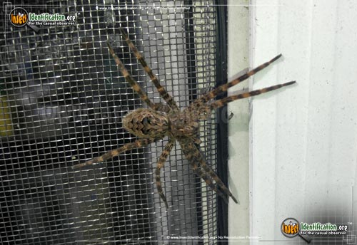 Thumbnail image #7 of the Fishing-Spider