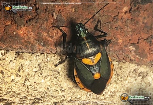 Thumbnail image #2 of the Florida-Predatory-Stink-Bug