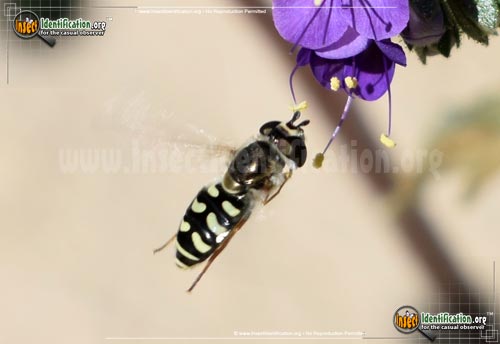 Thumbnail image of the Flower-Fly-Scaeva-Pyrastri