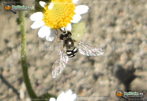 Thumbnail image #5 of the Flower-Fly-Scaeva-Pyrastri