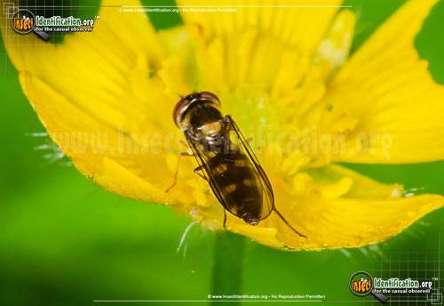 Thumbnail image #3 of the Flower-Fly-Scaeva-Pyrastri