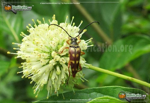 Thumbnail image #3 of the Flower-Longhorn-Beetle-Typocerus