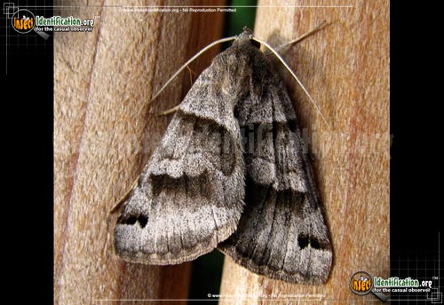 Thumbnail image #2 of the Forage-Looper-Moth