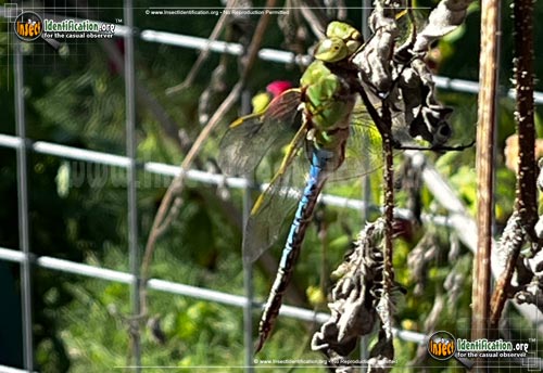 Thumbnail image #2 of the Giant-Darner