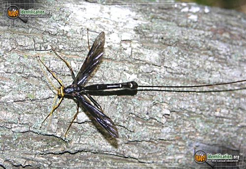 Thumbnail image #3 of the Giant-Ichneumon-Wasp-Megarhyssa-Atrata
