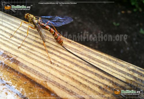 Thumbnail image #7 of the Giant-Ichneumon-Wasp