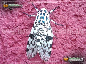 Thumbnail image #4 of the Giant-Leopard-Moth