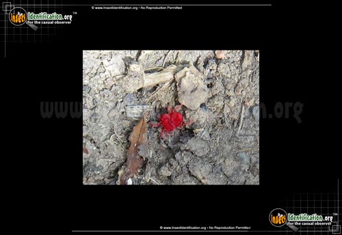 Thumbnail image #4 of the Giant-Red-Velvet-Mite