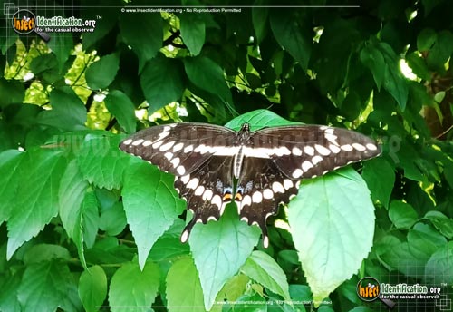 Thumbnail image of the Giant-Swallowtail-Butterfly