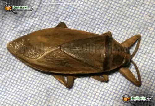 Thumbnail image #12 of the Giant-Water-Bug