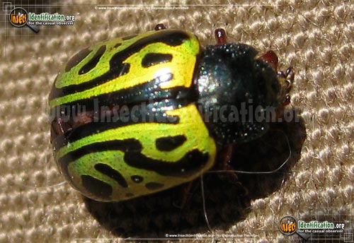 Thumbnail image #3 of the Globemallow-Leaf-Beetle