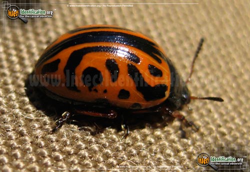 Thumbnail image #2 of the Globemallow-Leaf-Beetle