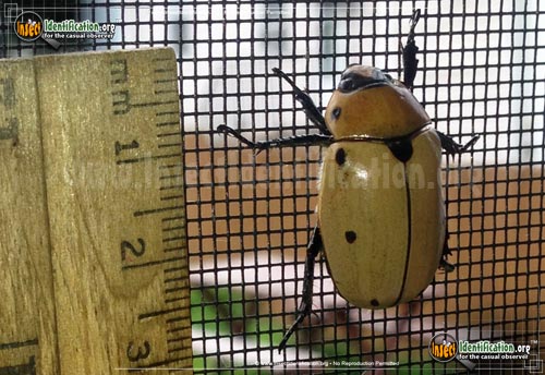 Thumbnail image #2 of the Grapevine-Beetle