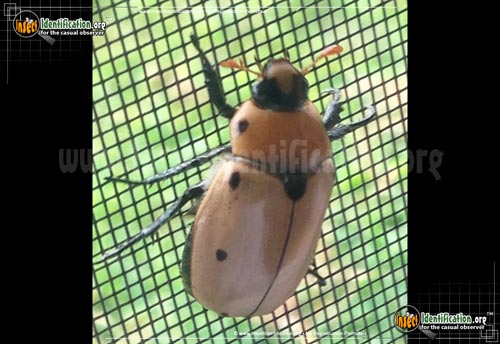 Thumbnail image #4 of the Grapevine-Beetle
