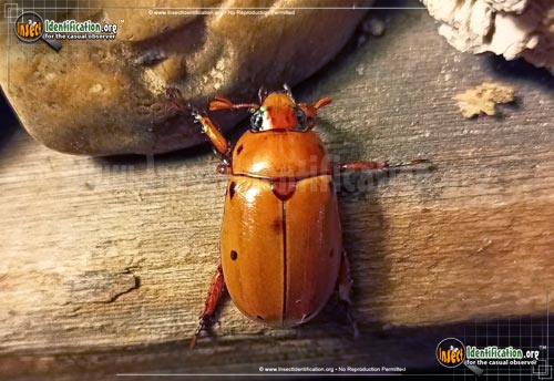 Thumbnail image of the Grapevine-Beetle
