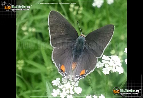 Thumbnail image #13 of the Gray-Hairstreak-Butterfly