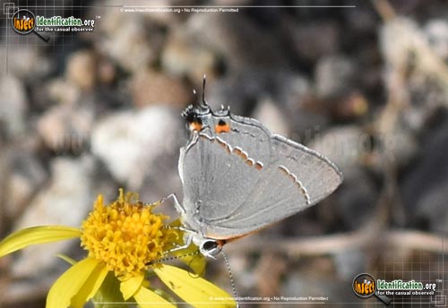 Thumbnail image #9 of the Gray-Hairstreak-Butterfly