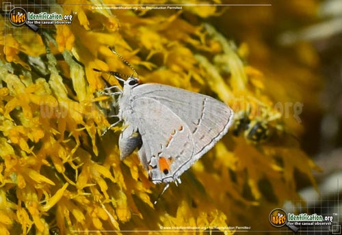 Thumbnail image #14 of the Gray-Hairstreak-Butterfly