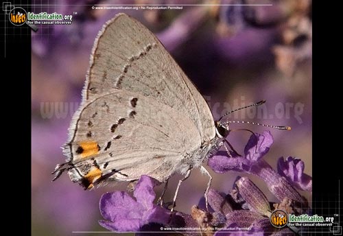 Thumbnail image #4 of the Gray-Hairstreak-Butterfly