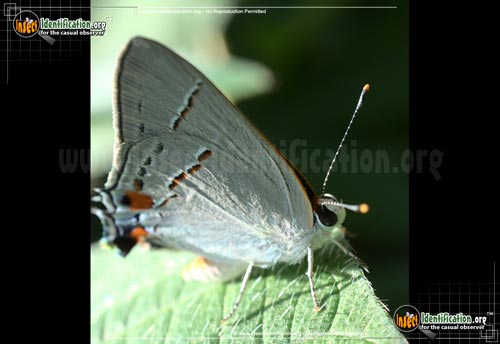 Thumbnail image #7 of the Gray-Hairstreak-Butterfly