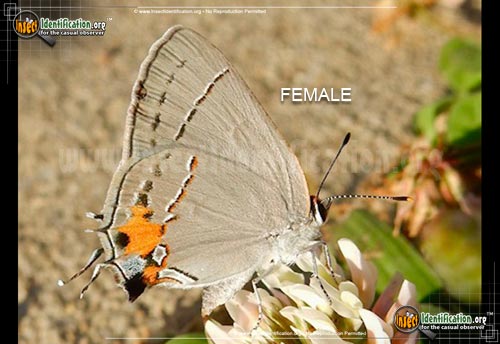 Thumbnail image #3 of the Gray-Hairstreak-Butterfly