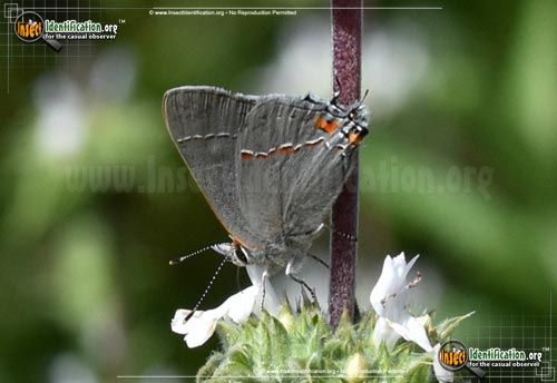 Thumbnail image #11 of the Gray-Hairstreak-Butterfly