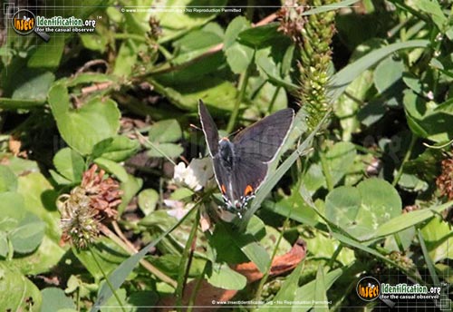 Thumbnail image #12 of the Gray-Hairstreak-Butterfly