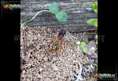 Thumbnail image #8 of the Great-Golden-Digger-Wasp