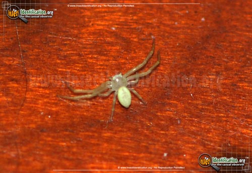 Thumbnail image #6 of the Green-Crab-Spider