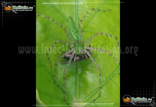 Thumbnail image #4 of the Green-Lynx-Spider