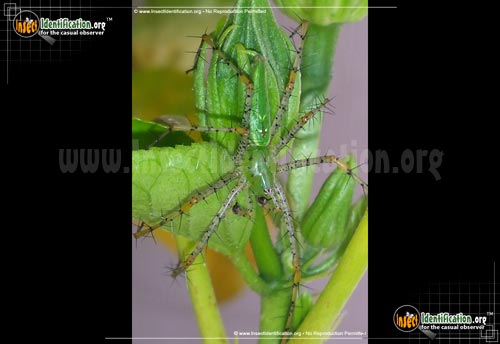 Thumbnail image #6 of the Green-Lynx-Spider