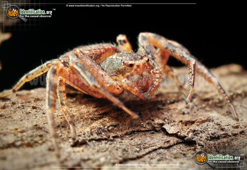 Thumbnail image #6 of the Ground-Crab-Spider